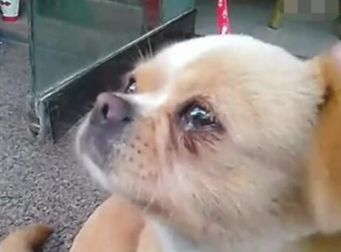 狗狗常常伤心落泪有黏乎的物品是我想知道为什么？(图2)