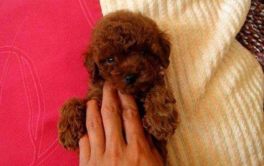 茶杯泰迪是畸形发育犬吗？这个知识就是可以那就证明(图1)