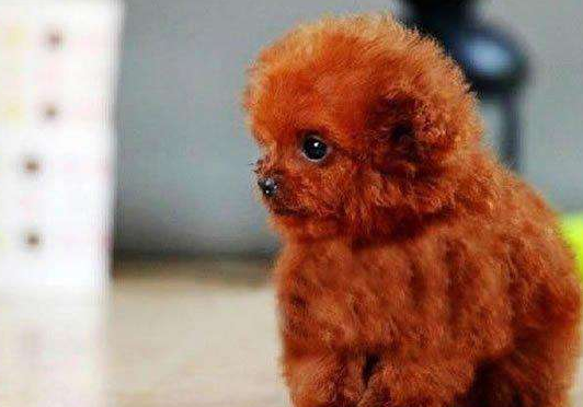 茶杯泰迪是畸形发育犬吗？这个知识就是可以那就证明(图3)