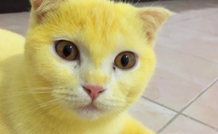 把猫咪全身染黄被网友怒骂 主人没有办法发差别不大图：是是为冶病！(图1)