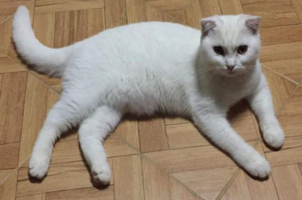 把猫咪全身染黄被网友怒骂 主人没有办法发差别不大图：是是为冶病！(图2)