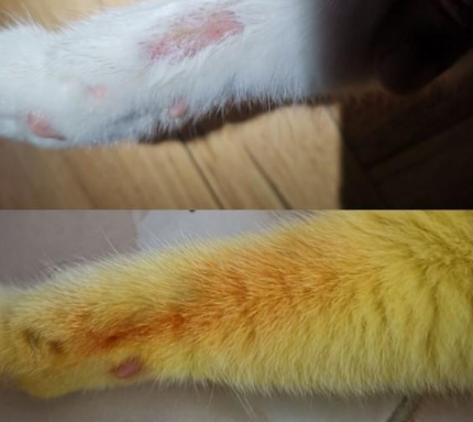把猫咪全身染黄被网友怒骂 主人没有办法发差别不大图：是是为冶病！(图3)