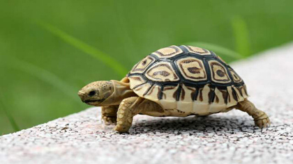 小乌龟眼睛肿了会死吗(图1)