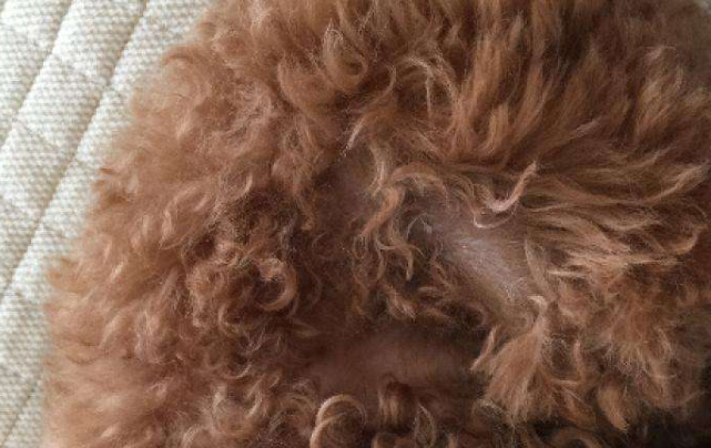 泰迪皮肤病脱毛该怎么办？那些办法是可以救再看看(图1)