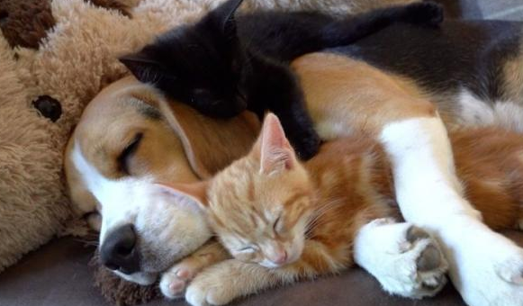 小猎犬从早已当过母亲 接触二只小奶猫后 却积极主动给他们喂起了奶(图1)