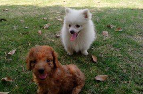 博美和泰迪能一同养吗？养过的人颇有感触(图1)