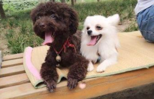 博美和泰迪能一同养吗？养过的人颇有感触(图2)