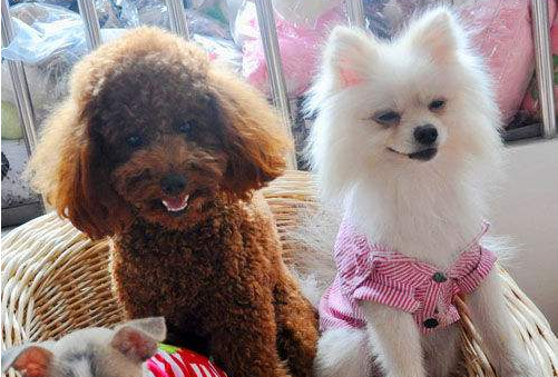 博美和泰迪能一同养吗？养过的人颇有感触(图3)