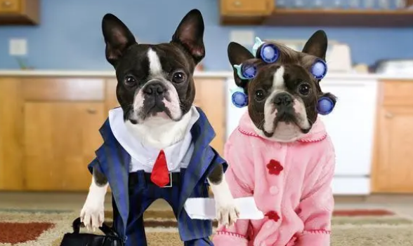 不是全部狗都会游泳 养这几种狗 可能需要给它救生圈！(图2)