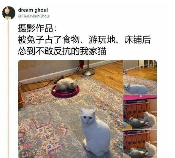 网友晒自家怂猫 被兔子随便欺负惨了都不敢声张 猫：妈 你也不不管管(图1)