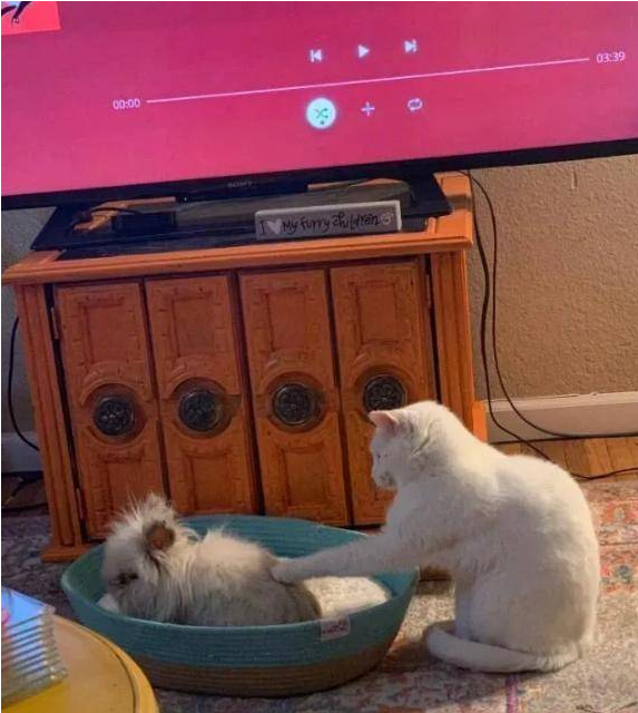 网友晒自家怂猫 被兔子随便欺负惨了都不敢声张 猫：妈 你也不不管管(图2)
