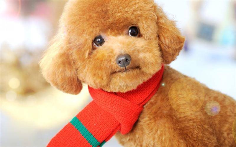 要如何让泰迪犬坐标原点大便 就得要需要循序渐进的来(图1)