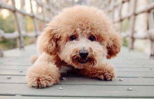 要如何让泰迪犬坐标原点大便 就得要需要循序渐进的来(图2)