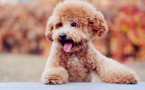 要如何让泰迪犬坐标原点大便 就得要需要循序渐进的来(图3)