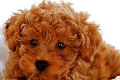 泰迪不很喜欢主人的表现 这几个动作就还能够表明(图1)