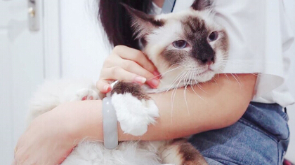 猫舔了碘伏会有什么呢后果(图1)