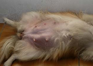 母犬乳腺炎咋办？该如何治疗治疗？(图1)