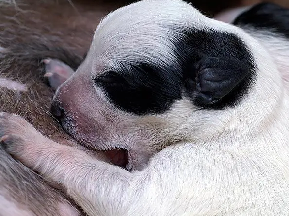 母犬乳腺炎咋办？该如何治疗治疗？(图2)