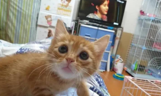 一我听说要去打疫苗 小橘猫吓得张大嘴 连身上的毛发都立出声了！(图1)