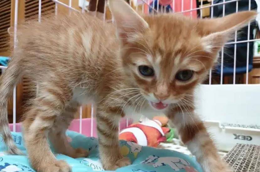 一我听说要去打疫苗 小橘猫吓得张大嘴 连身上的毛发都立出声了！(图2)