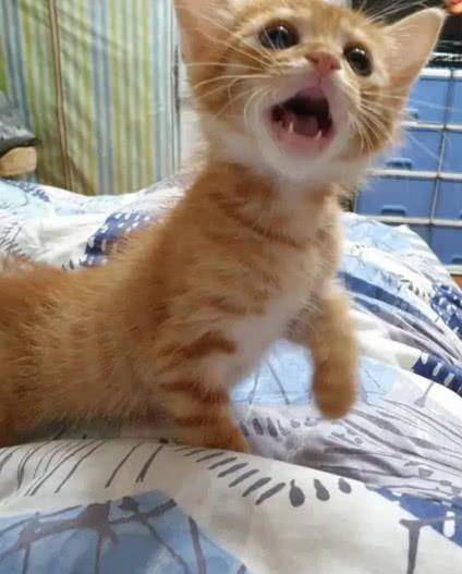 一我听说要去打疫苗 小橘猫吓得张大嘴 连身上的毛发都立出声了！(图3)