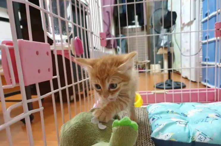 一我听说要去打疫苗 小橘猫吓得张大嘴 连身上的毛发都立出声了！(图4)