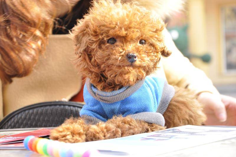 泰迪犬没怀孕注意事项 吃喝住行都要万分小心(图1)