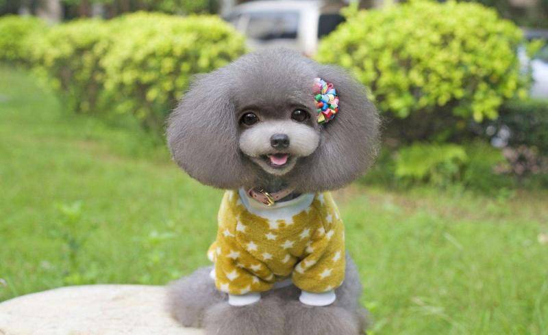 泰迪犬没怀孕注意事项 吃喝住行都要万分小心(图2)