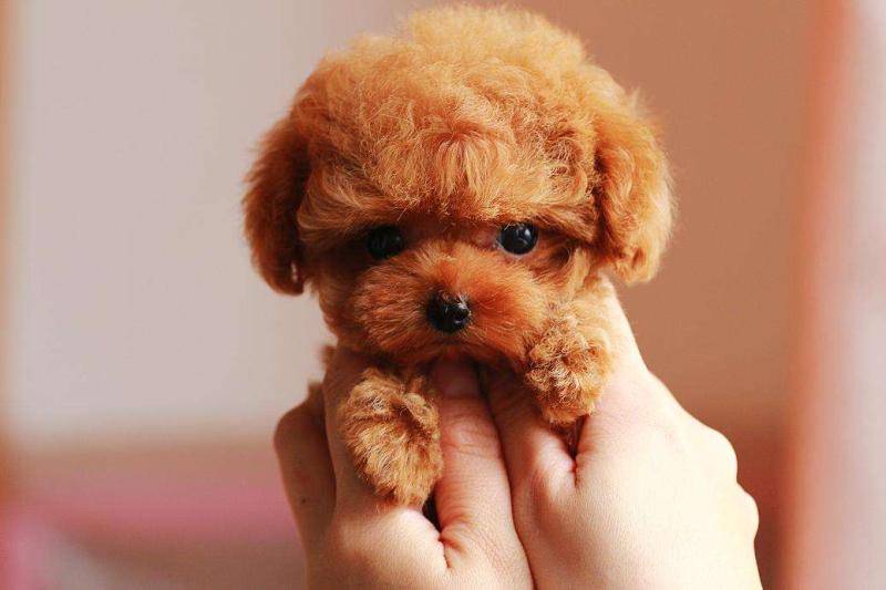 泰迪犬没怀孕注意事项 吃喝住行都要万分小心(图3)