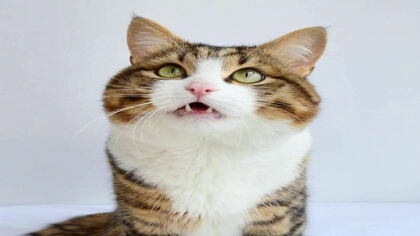 被刚出生的小猫咬伤怎么办(图1)