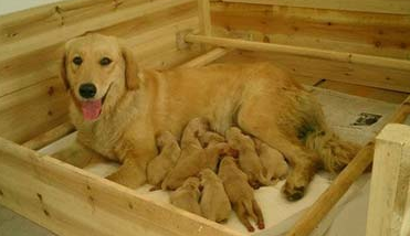 母犬无乳原因是什么？母犬产后无奶要如何治疗啊？(图1)