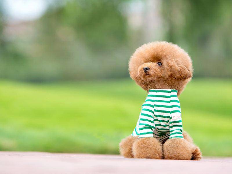 标准公泰迪寿命多少年 正常情况下是这样的(图1)