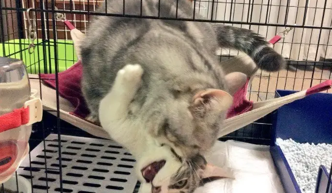 白猫被蓝猫全力被壁咚献吻 一脸生无可恋的表情(图1)