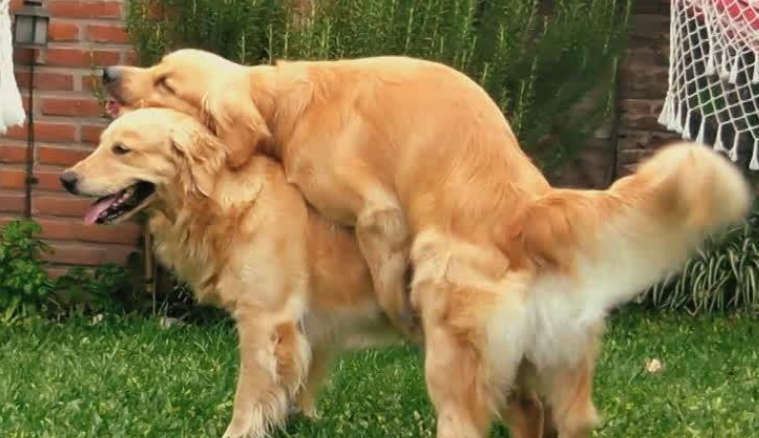 导致狗狗发情失败的4点隐患(图1)