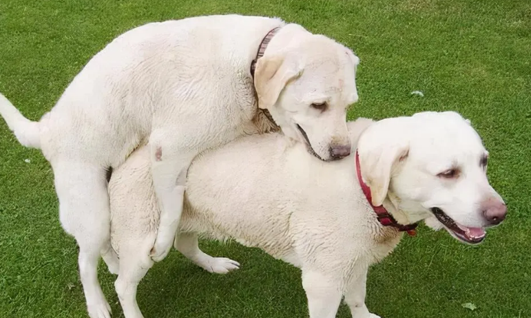 导致狗狗发情失败的4点隐患(图2)