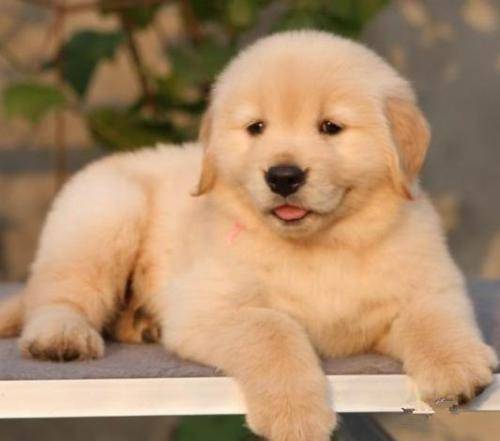 怎莫训练什么小金毛犬？这些个方法下一界优秀“铲屎官”(图3)