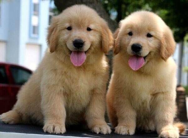 怎莫训练什么小金毛犬？这些个方法下一界优秀“铲屎官”(图1)