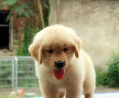 怎莫训练什么小金毛犬？这些个方法下一界优秀“铲屎官”(图2)