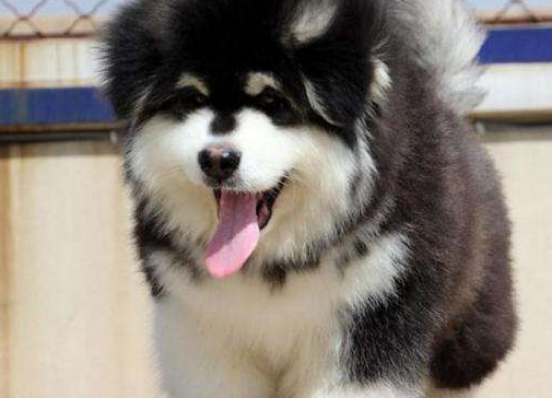 如何能练习阿拉斯加幼犬?这个方法用吗(图1)