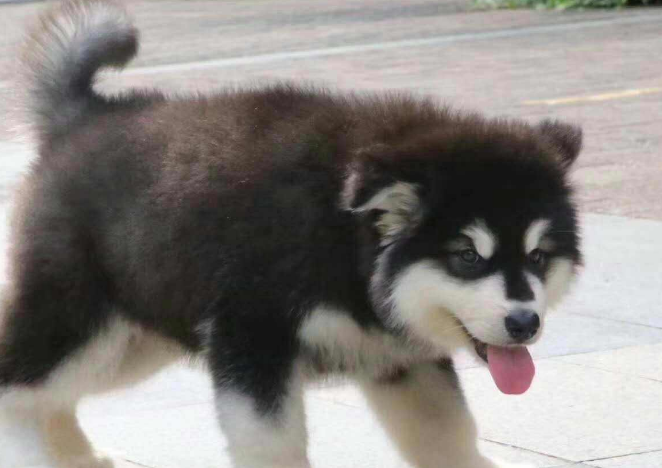 如何能练习阿拉斯加幼犬?这个方法用吗(图3)