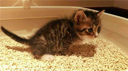 猫咪涨奶会死吗(图1)