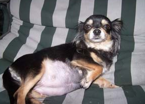 母犬流产该怎么办?有什么原因造成母犬流产?(图1)