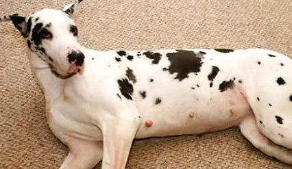 母犬流产该怎么办?有什么原因造成母犬流产?(图2)