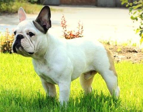 法国斗牛犬好吗?看完这篇再改变养不养(图3)