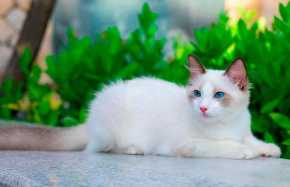 患重病布偶猫被丢马路边 它很努力爬向人类的样子 太让人心疼！(图1)