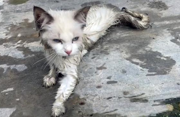 患重病布偶猫被丢马路边 它很努力爬向人类的样子 太让人心疼！(图3)
