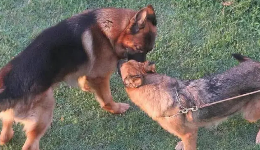 让母犬在最合适的时机受孕(图1)