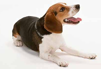 让母犬在最合适的时机受孕(图2)