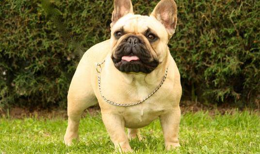 法国斗牛犬好吗？没看这篇再判断养不养(图2)