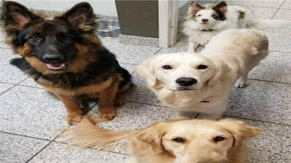 怎么区分狗的品种(图1)